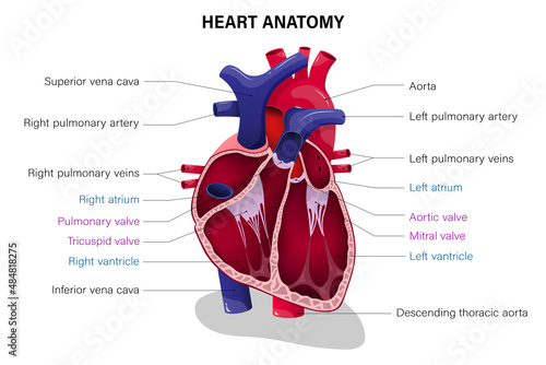 Anatomy of human heart crossection. Medical education chart. photo