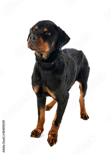 sick rottweiler in studio