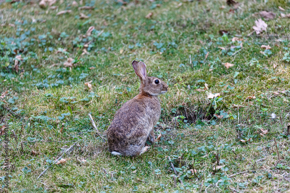 Fototapeta premium Young wild rabbit on grass in garden