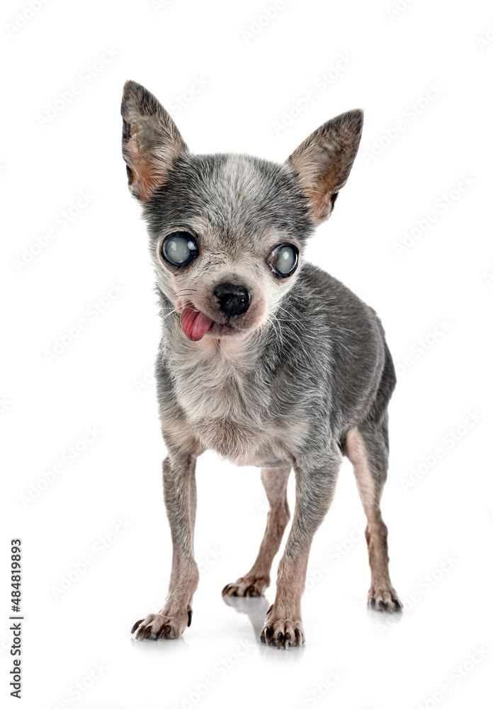 Fototapeta premium blind old chihuahua