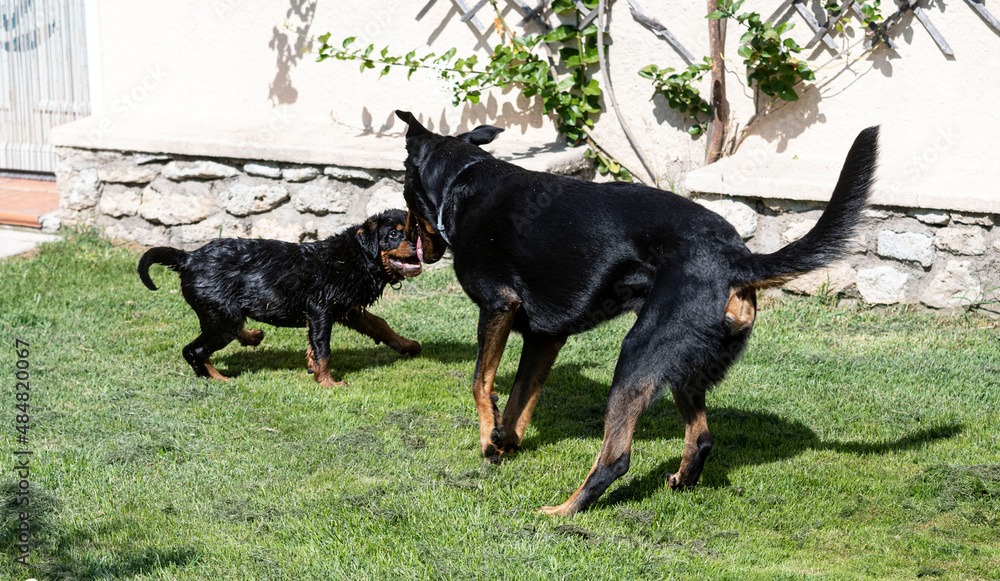 puppy rottweiler and beauceron puppy rottweiler and beauceron