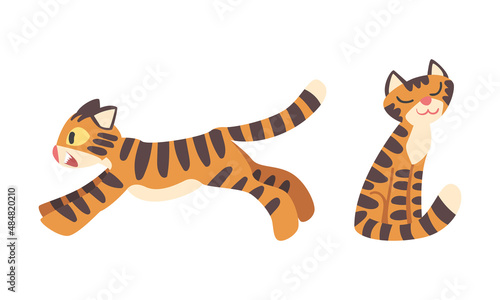 Tiger Character with Orange Fur and Black Stripes Sitting and Running Vector Illustration Set