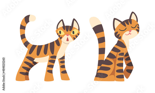 Tiger Character with Orange Fur and Black Stripes Standing and Sitting Vector Illustration Set