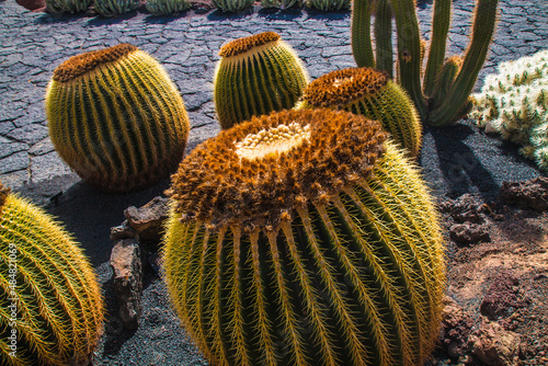 The Cactus Garden in Guatiza on the island of Lanzarote, the Canary Islands photo
