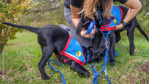 Two trainee Labradore puppies playing before a training session photo