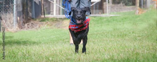 Two trainee Labradore puppies playing before a training session
