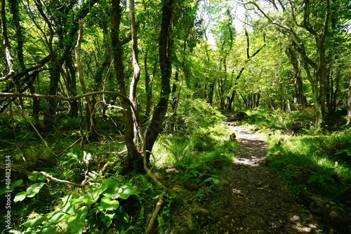 Fototapeta Naklejka Na Ścianę i Meble -  refreshing spring forest with a path