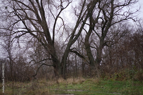 trees in the fog