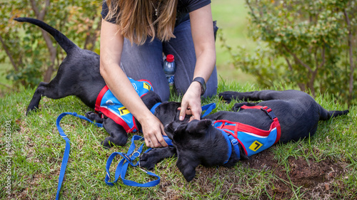 Two trainee Labradore puppies playing before a training session photo