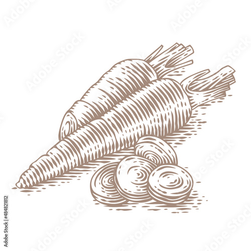 Drawing of orange carrot