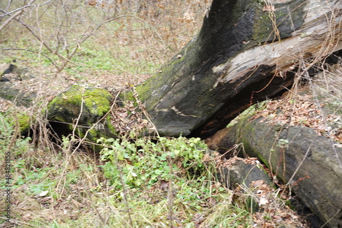 stump in the forest