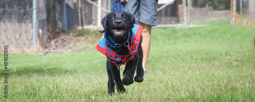 Two trainee Labradore puppies playing before a training session photo