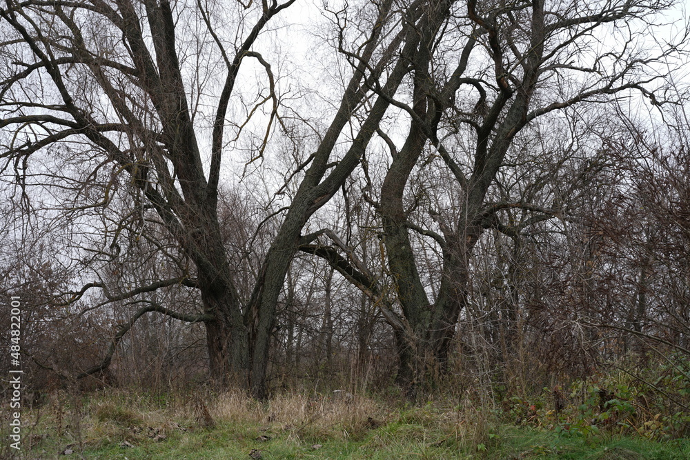 tree in the fog