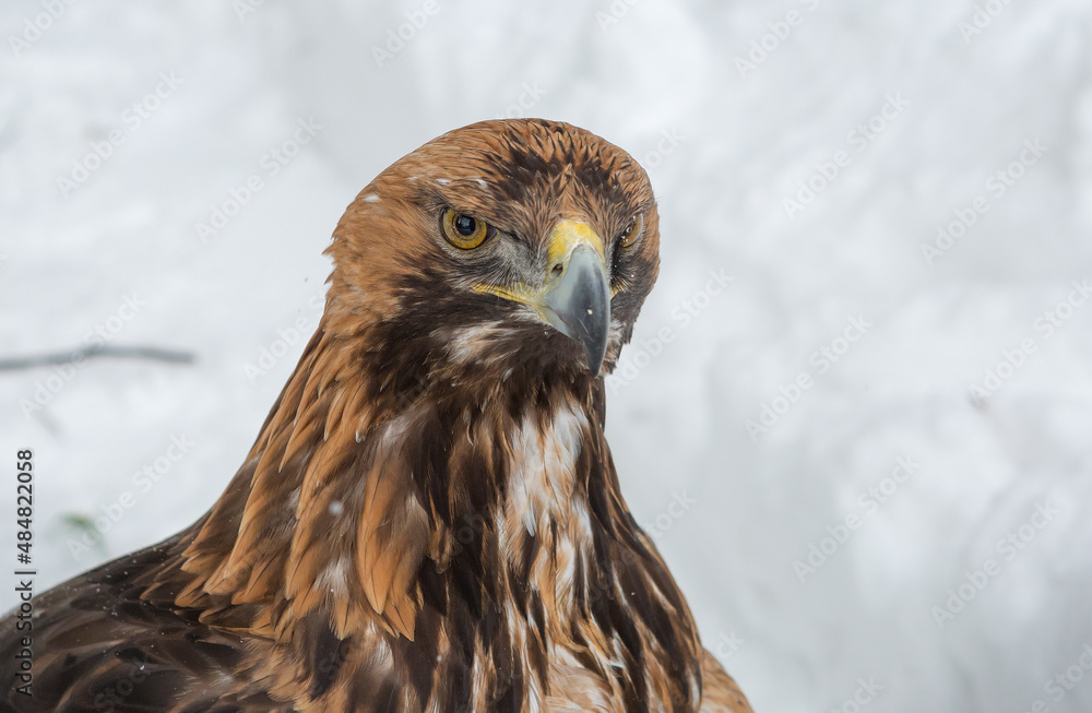 Golden Eagle.
This is one of the most famous birds of prey of the hawk family, the largest eagle. Eagles have long been a symbol of courage and nobility. Golden Eagle.
This is one of the most famous birds of prey of the hawk family, the largest eagle. Eagles have long been a symbol of courage and nobility.