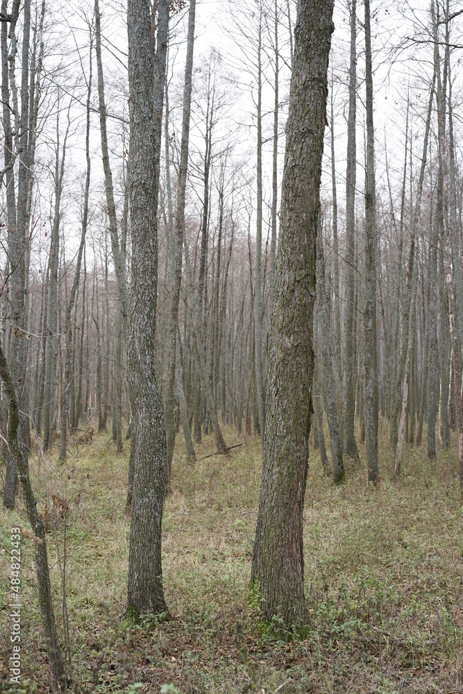 Obraz premium pine forest in autumn
