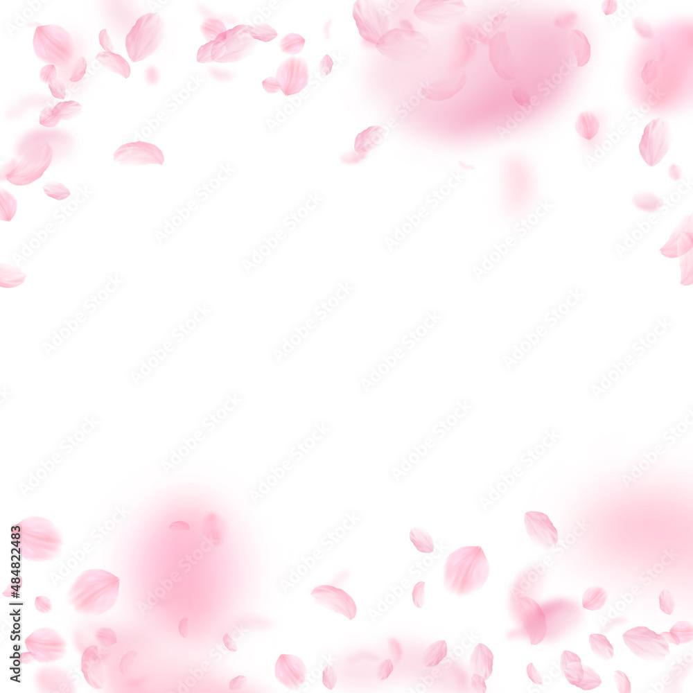 Sakura petals falling down. Romantic pink flowers falling rain. Flying petals on white square background. Love, romance concept. Lovely wedding invitation.
