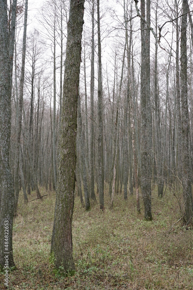 Obraz premium forest in autumn