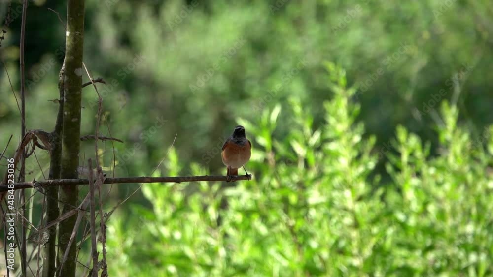 Common Redstart flying off branch with green natural background
slow motion shot from israel
Common Redstart flying off branch with green natural background
slow motion shot from israel