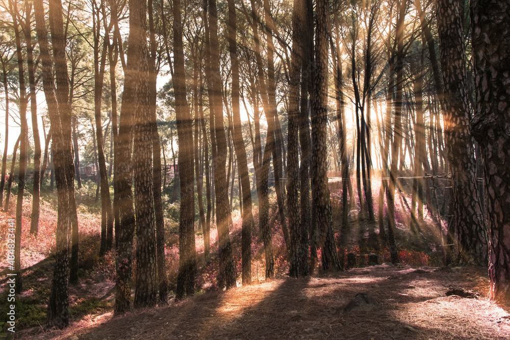 Obraz premium trees and sunrays 