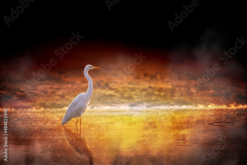 Beautiful Great Egret Bird Wallpaper Background © Amit