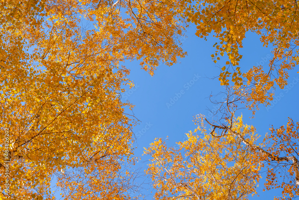 Yellowed crown of tree against blue background of sky. Autumn landscape on sunny day. Yellowed crown of tree against blue background of sky. Autumn landscape on sunny day.