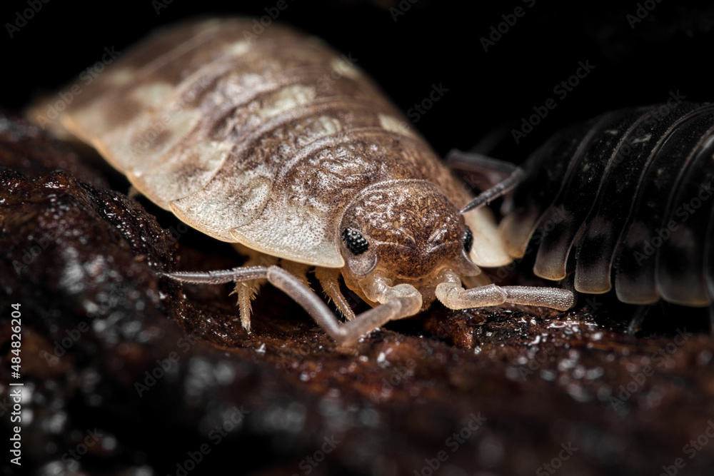 bedlice bedlice