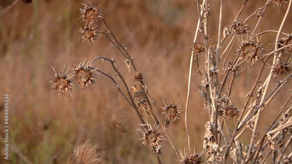 Small Bird standing on dry thorny bush
slow motion shot from israel
Small Bird standing on dry thorny bush
slow motion shot from israel