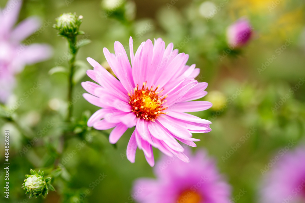 Obraz premium Lilac flowers in bloom