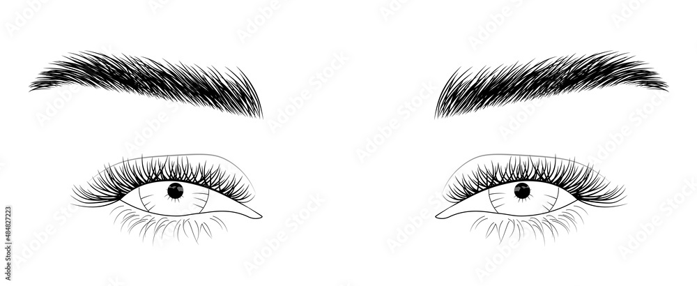 Woman's sexy makeup look with perfectly shaped eyebrows and lashes. Vector illustration for business visit card, typograph, print. Perfect salon look. Brows and lashes lamination.