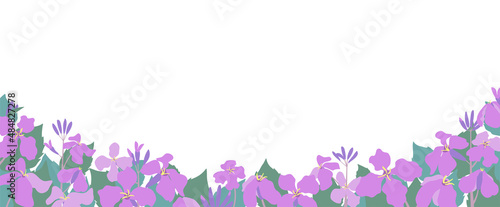 ムラサキハナナ（紫花菜）ショカツサイ（諸葛菜）花大根のイラストバナーデザイン