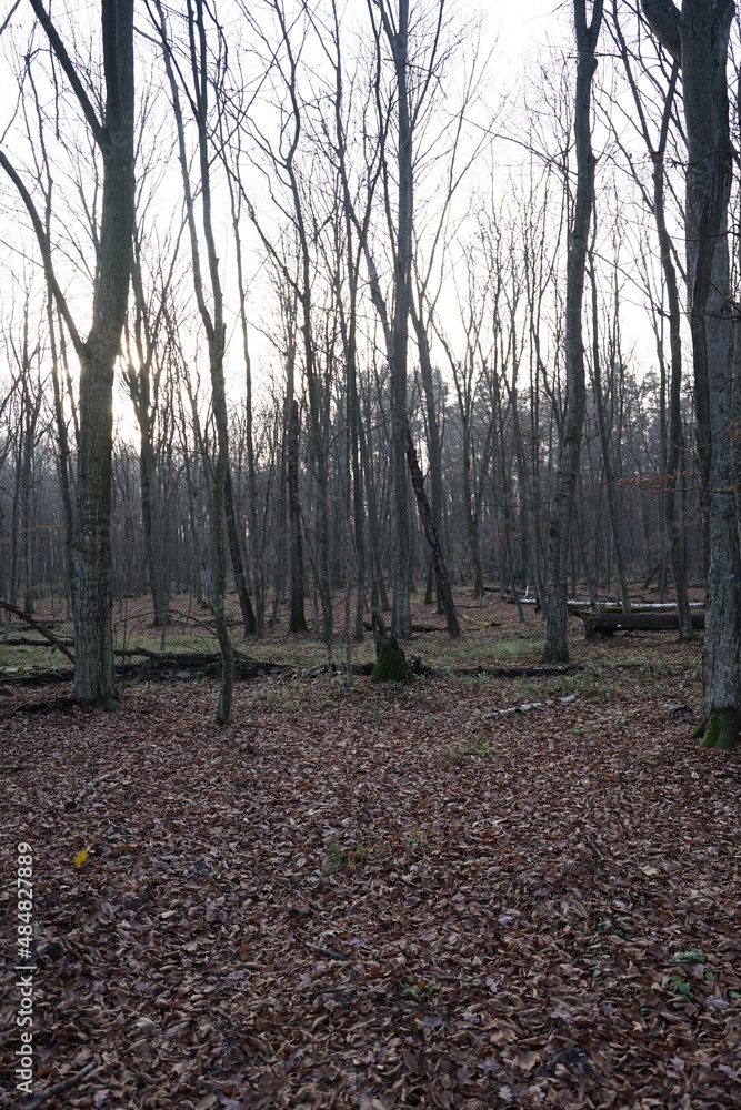 autumn in the forest autumn in the forest