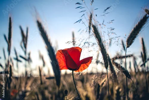 Obraz Poppy mak polny