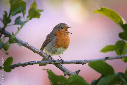 Fotografiet eurasian red robin singing Erithacus rubecula