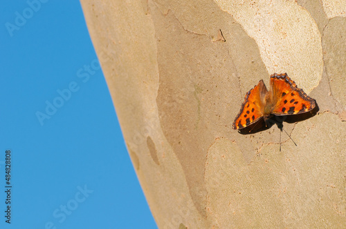 Common leopard butterfly also known as spotted rustic butterfly, Phalanta phalanta, sitting on a trunk of sycamore tree with blue background photo