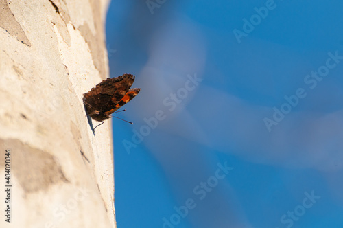Common leopard butterfly also known as spotted rustic butterfly, Phalanta phalanta, sitting on the bark of a sycamore tree trunk with blue background photo