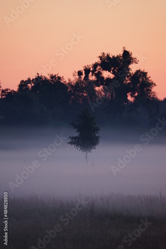 Tree in fog on sunrise