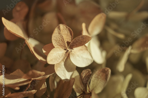 Dry beautiful hydrangea flowers. Natural floral autumn background. Light and shadow, Selective focus