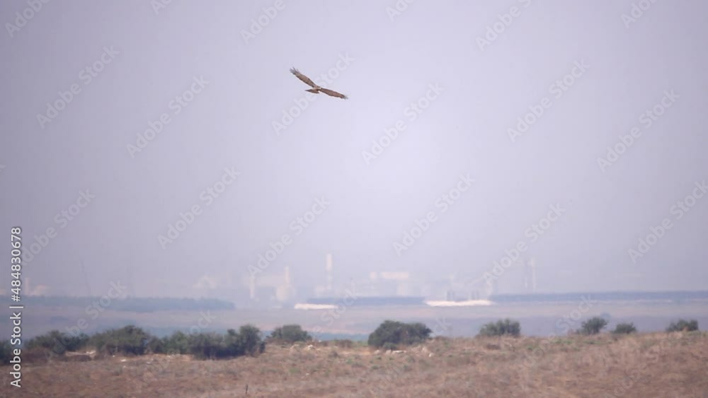 Short toed snake eagle flying in sky
slow motion shot from israel
Short toed snake eagle flying in sky
slow motion shot from israel