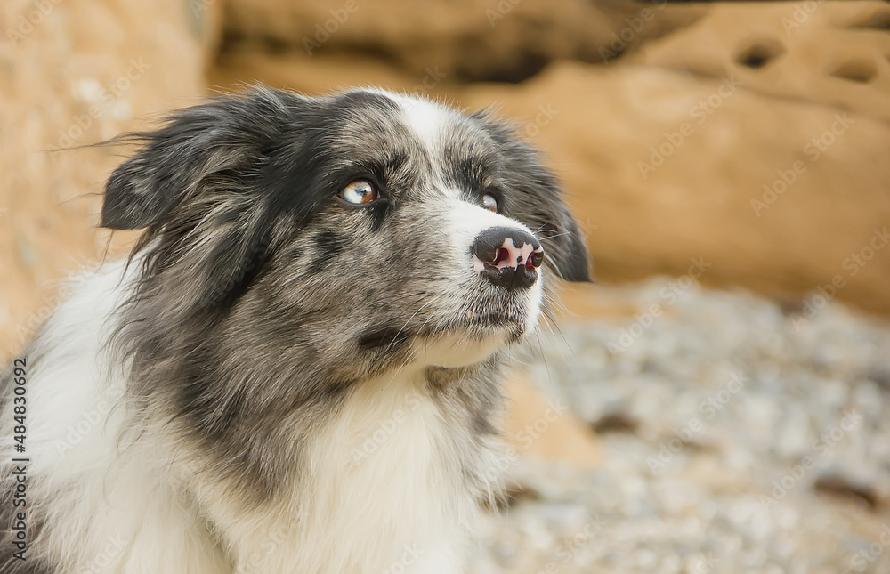 Dog breed Border Collie with an expressive look.