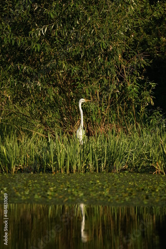 great white heron in flight