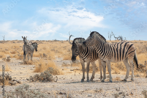 Burchell's zebras in Etosha National Park, Namibia photo