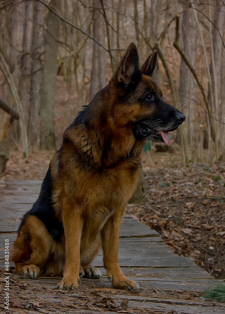 Dog Breed German Shepherd in the autumn forest portrait.