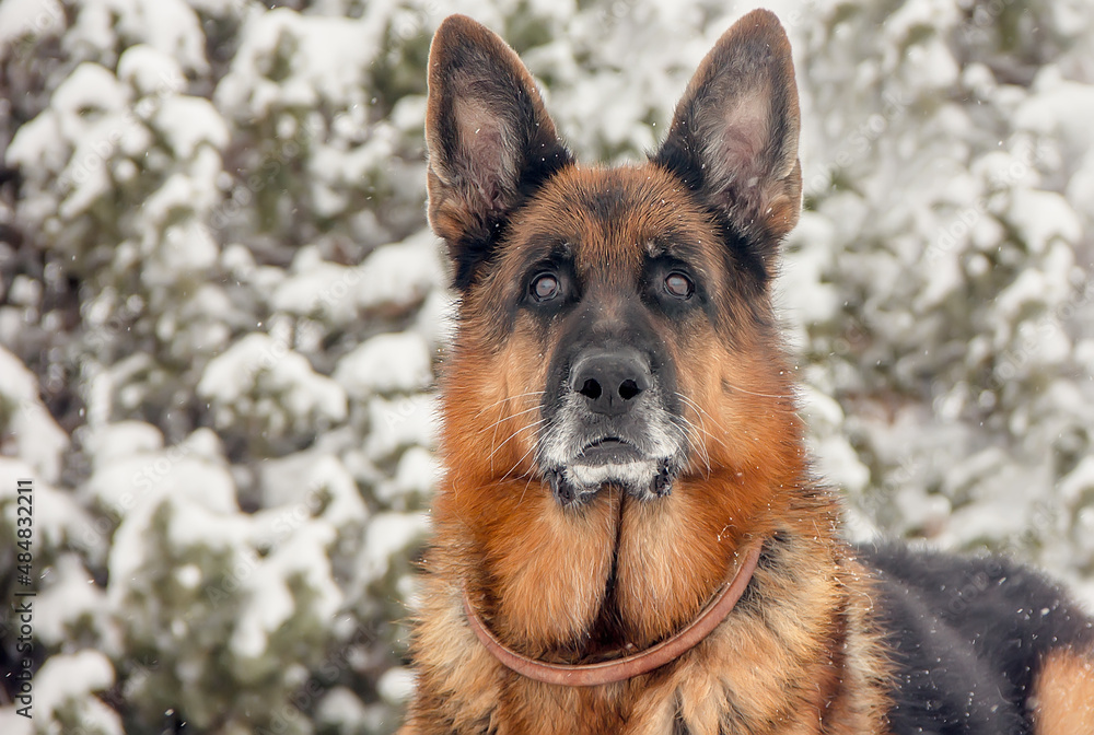 Beautiful Dog Breed German Shepherd in the snow in winter.