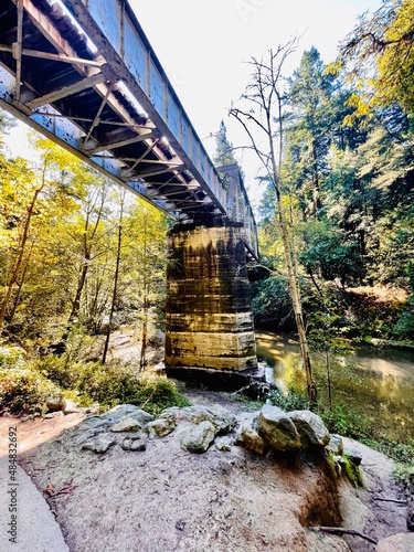 Bridge in the Redwoods