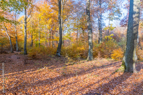 Polish forest with autumn trees and leaves. Leaves fallen from tree branches. © Robson90
