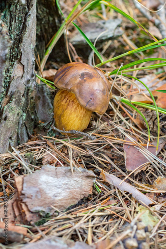 Edible wild mushroom with chestnut cap.