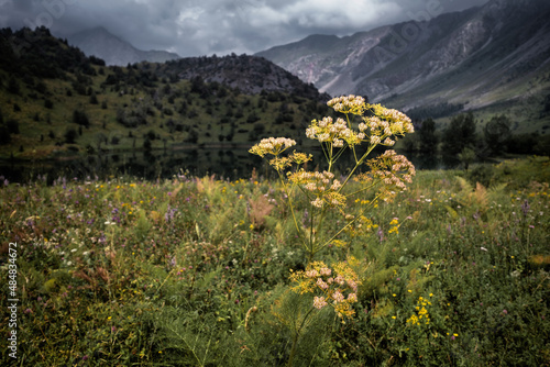 Wild nature in the Sary Chelek area in Rural Kyrgysztan photo