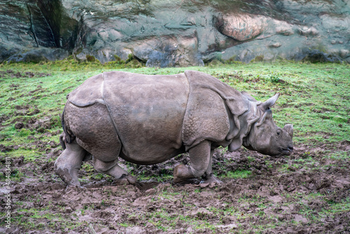 Indian rhino   on clay ground