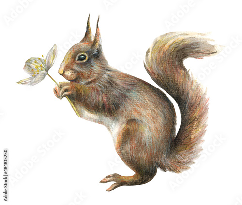 Watercolor illustration of a cute forest squirrel with a fluffy tail holding a flower in its paws. photo