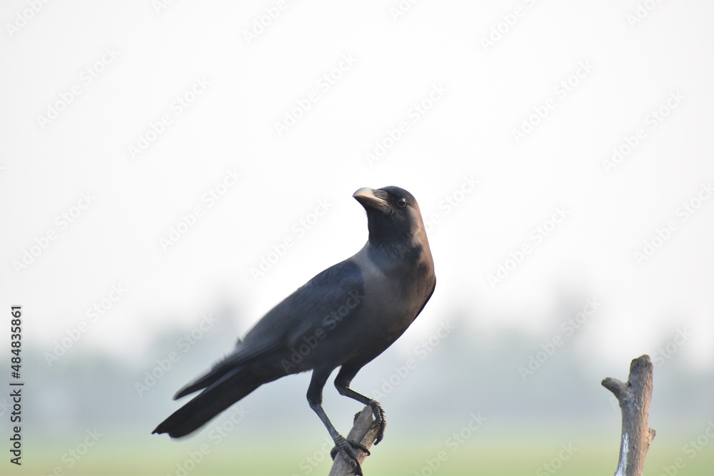 Fototapeta premium crow on a branch